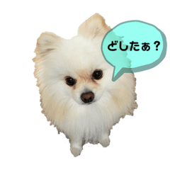[LINEスタンプ] ポムタイムズ(2)