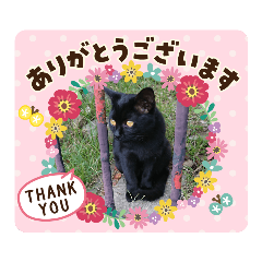 [LINEスタンプ] 癒しねこにゃん