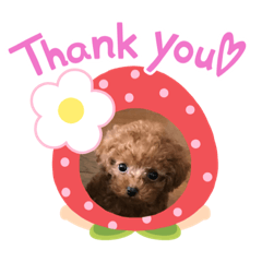[LINEスタンプ] トイプーぷりんの日常使う言葉