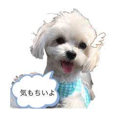 [LINEスタンプ] 可愛い❤️ワンちゃん8
