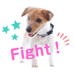[LINEスタンプ] うちのジャック。