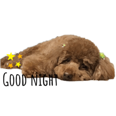 [LINEスタンプ] レオのすけ