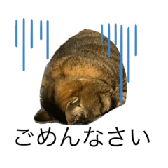 [LINEスタンプ] ぽちゃねこ会話