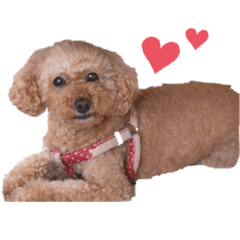[LINEスタンプ] 長江家の愛犬たち