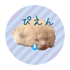 [LINEスタンプ] こねこの金太郎