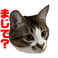 [LINEスタンプ] こっちゃんず2