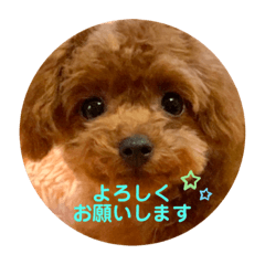 [LINEスタンプ] パピートイプーのハッピースタンプ