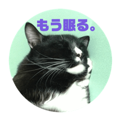 [LINEスタンプ] うちねこじゃんご。