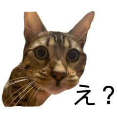 [LINEスタンプ] ベンガル猫ベガのスタンプ4