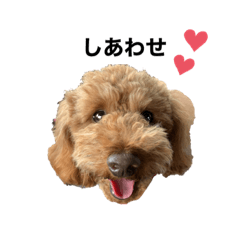 [LINEスタンプ] アランくんの日常生活【トイプードル】