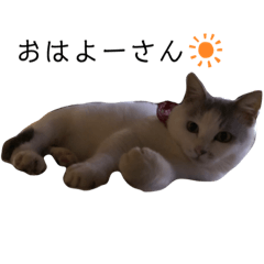 [LINEスタンプ] ネコのレイちゃん