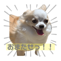 [LINEスタンプ] だるちゃん日和