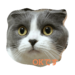 [LINEスタンプ] わが家のにゃんこ達のつぶやきです。