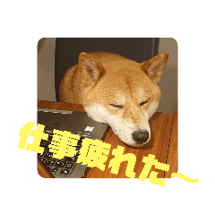 [LINEスタンプ] 柴犬龍