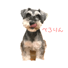 [LINEスタンプ] シュナかつおくん