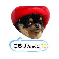[LINEスタンプ] わんこず＆にゃん 2