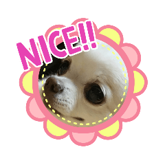 [LINEスタンプ] チワワのしょこ