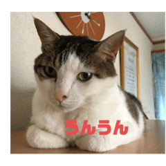 [LINEスタンプ] こまです2