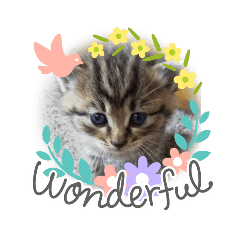 [LINEスタンプ] ノラっ子