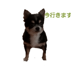 [LINEスタンプ] 日常で使える可愛い犬のスタンプ