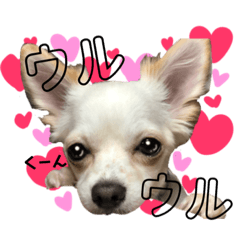 [LINEスタンプ] 愛犬チワワのりっぷちゃん②