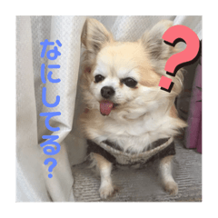 [LINEスタンプ] ここあちゃんのいちにち