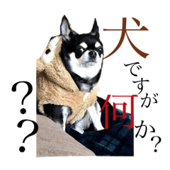 [LINEスタンプ] ヒラ家のイッヌ-ラブ-