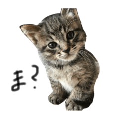 [LINEスタンプ] 茶トラのはっぴーちゃん