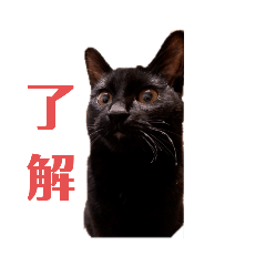 [LINEスタンプ] kiki,No.1