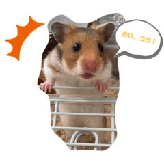 [LINEスタンプ] びーとるの日常
