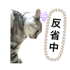 [LINEスタンプ] 日常用猫