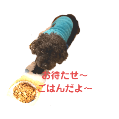 [LINEスタンプ] トイプーRとインコのチューちゃん