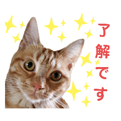 [LINEスタンプ] ネコアメショースタンプ