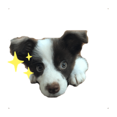 [LINEスタンプ] あいらぶチャーリー