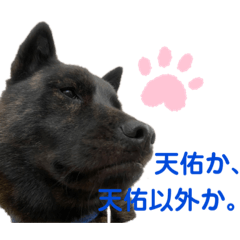 [LINEスタンプ] 甲斐犬天佑5