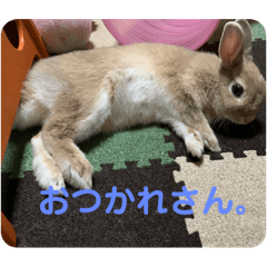 [LINEスタンプ] ふてぶてしいうさぎのロッテ