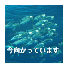[LINEスタンプ] 動物大集合！Yuto