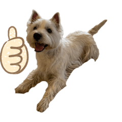 [LINEスタンプ] LOKI_LIZO