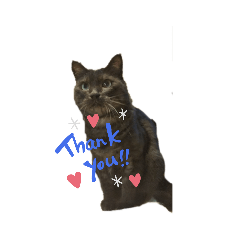 [LINEスタンプ] 息子猫達②