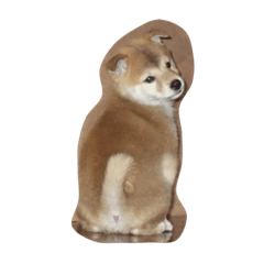 [LINEスタンプ] 柴わんこ鈴