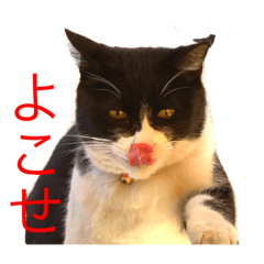[LINEスタンプ] 親父猫