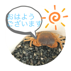 [LINEスタンプ] 基本的なあいさつ(サワガニ)