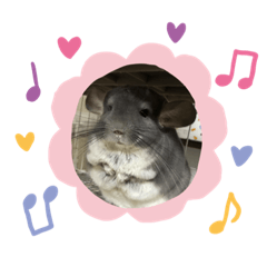 [LINEスタンプ] チンチラのトトロくん