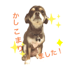 [LINEスタンプ] ちょこび！