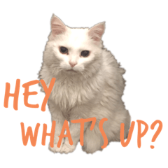[LINEスタンプ] あざと動物スタンプ