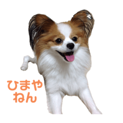 [LINEスタンプ] 神戸弁のぱぴよんワンコ