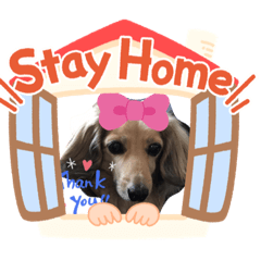 [LINEスタンプ] ダックス来夢