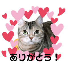 [LINEスタンプ] アメショーのからし