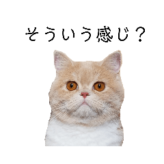 [LINEスタンプ] 子猫のぬか2