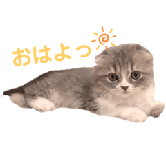 [LINEスタンプ] こねこのししゃも